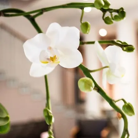 ホテル Matrix セゲド